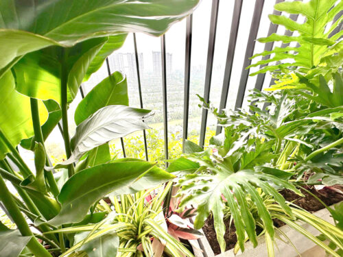 Homestay Sky Forest Ecopark SF2 2 phòng ngủ căn góc tầng 23 view đảo