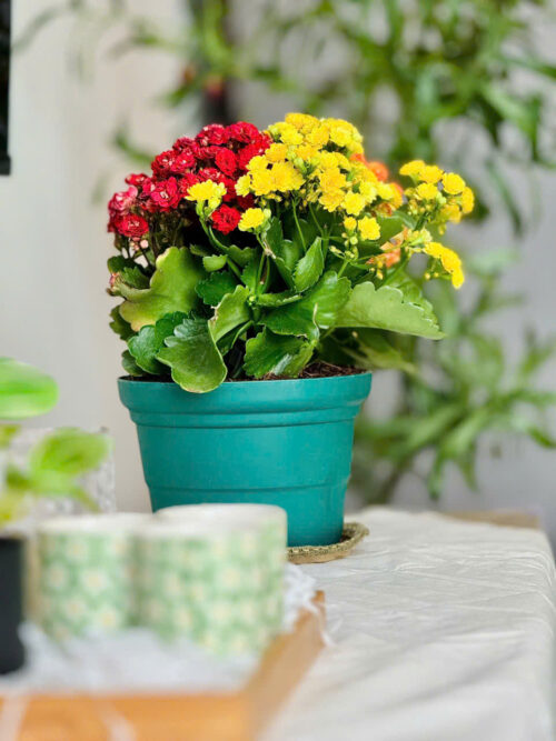 Homestay Ecopark 2PN Tòa R1 View Hồ Có Bồn Tắm Cực Đẹp