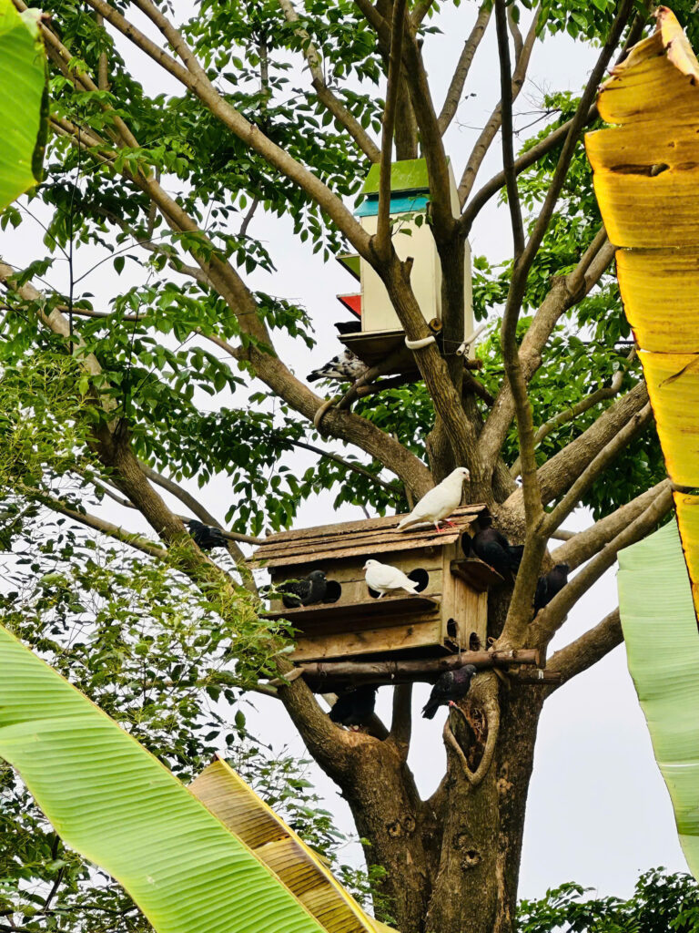 review-di-choi-ecopark-vuon-hoa-huong-duong-trieu-view