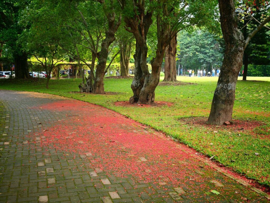 Mùa Hoa Lộc Vừng Nở Đỏ Rực Khắp Khu Đô Thị Ecopark