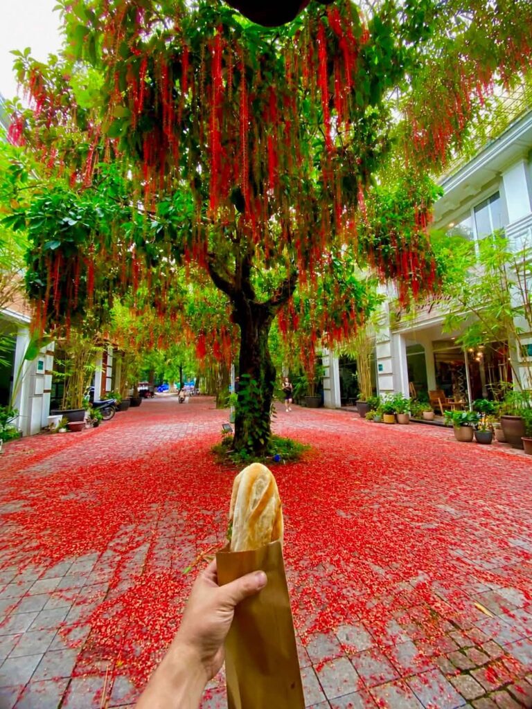 Mùa Hoa Lộc Vừng Nở Đỏ Rực Khắp Khu Đô Thị Ecopark